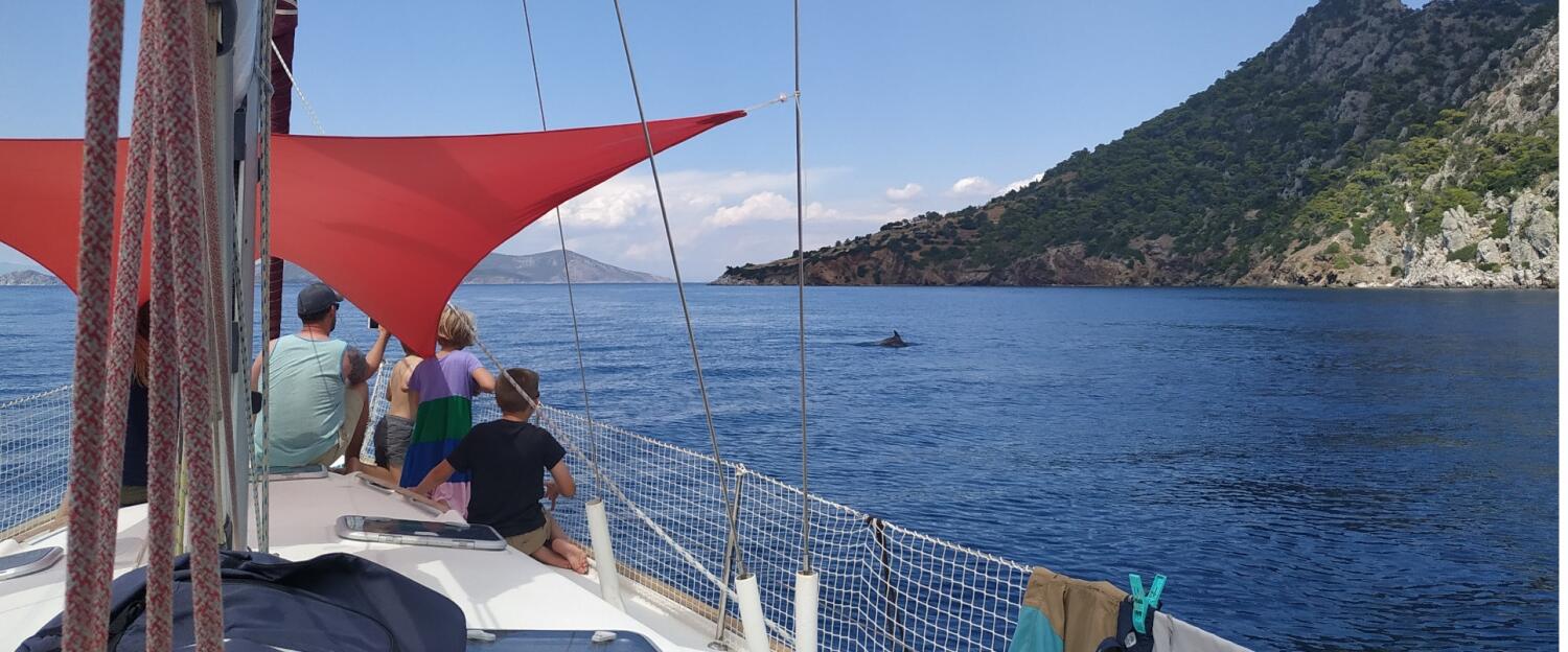 A family enjoying a skippered yacht charter, watching dolphins swim alongside the boat in the open sea.